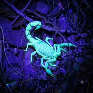 UV-023 / Mini-Linterna Ultravioleta DESINFECTANTE 9 Leds Detecta ESCORPIONES y BILLETES FALSOS